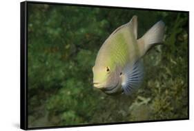 Black-Axil Chromis-Hal Beral-Framed Stretched Canvas