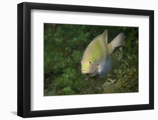 Black-Axil Chromis-Hal Beral-Framed Photographic Print