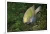 Black-Axil Chromis-Hal Beral-Framed Photographic Print