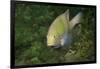 Black-Axil Chromis-Hal Beral-Framed Photographic Print