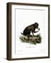 Black Baboon-null-Framed Giclee Print