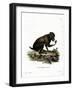 Black Baboon-null-Framed Giclee Print