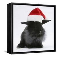 Black Baby Dutch X Lionhead Rabbit with Father Christmas Hat On-Mark Taylor-Framed Stretched Canvas