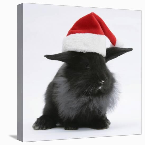 Black Baby Dutch X Lionhead Rabbit with Father Christmas Hat On-Mark Taylor-Stretched Canvas