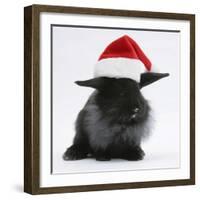 Black Baby Dutch X Lionhead Rabbit with Father Christmas Hat On-Mark Taylor-Framed Photographic Print