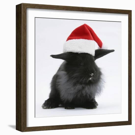 Black Baby Dutch X Lionhead Rabbit with Father Christmas Hat On-Mark Taylor-Framed Photographic Print