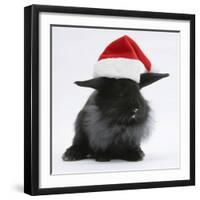 Black Baby Dutch X Lionhead Rabbit with Father Christmas Hat On-Mark Taylor-Framed Photographic Print