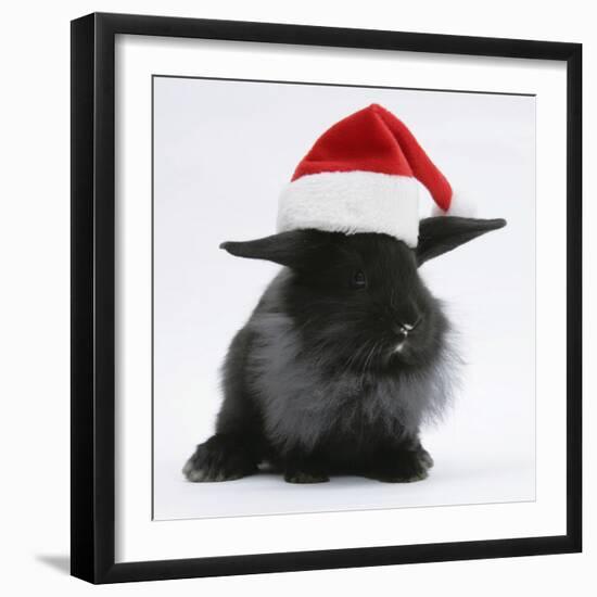 Black Baby Dutch X Lionhead Rabbit with Father Christmas Hat On-Mark Taylor-Framed Photographic Print