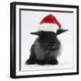 Black Baby Dutch X Lionhead Rabbit with Father Christmas Hat On-Mark Taylor-Framed Photographic Print