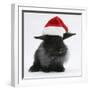 Black Baby Dutch X Lionhead Rabbit with Father Christmas Hat On-Mark Taylor-Framed Photographic Print