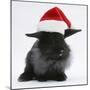 Black Baby Dutch X Lionhead Rabbit with Father Christmas Hat On-Mark Taylor-Mounted Photographic Print