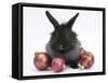 Black Baby Dutch X Lionhead Rabbit with Red Christmas Decorations-Mark Taylor-Framed Stretched Canvas