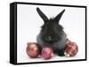 Black Baby Dutch X Lionhead Rabbit with Red Christmas Decorations-Mark Taylor-Framed Stretched Canvas