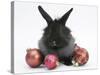 Black Baby Dutch X Lionhead Rabbit with Red Christmas Decorations-Mark Taylor-Stretched Canvas