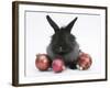 Black Baby Dutch X Lionhead Rabbit with Red Christmas Decorations-Mark Taylor-Framed Photographic Print