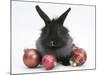 Black Baby Dutch X Lionhead Rabbit with Red Christmas Decorations-Mark Taylor-Mounted Photographic Print