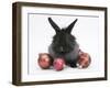 Black Baby Dutch X Lionhead Rabbit with Red Christmas Decorations-Mark Taylor-Framed Photographic Print