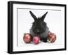Black Baby Dutch X Lionhead Rabbit with Red Christmas Decorations-Mark Taylor-Framed Photographic Print