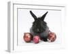 Black Baby Dutch X Lionhead Rabbit with Red Christmas Decorations-Mark Taylor-Framed Photographic Print