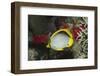 Black-Backed Butterflyfish-Hal Beral-Framed Photographic Print