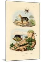 Black-Backed Jackal, 1833-39-null-Mounted Giclee Print