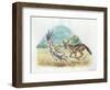 Black-Backed Jackal Canis Mesomelas Hunting Antelope-null-Framed Giclee Print