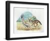 Black-Backed Jackal Canis Mesomelas Hunting Antelope-null-Framed Giclee Print