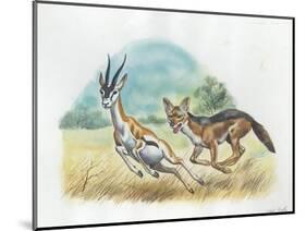 Black-Backed Jackal Canis Mesomelas Hunting Antelope-null-Mounted Giclee Print
