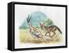 Black-Backed Jackal Canis Mesomelas Hunting Antelope-null-Framed Stretched Canvas