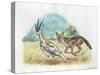 Black-Backed Jackal Canis Mesomelas Hunting Antelope-null-Stretched Canvas