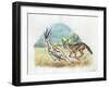 Black-Backed Jackal Canis Mesomelas Hunting Antelope-null-Framed Giclee Print