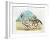 Black-Backed Jackal Canis Mesomelas Hunting Antelope-null-Framed Giclee Print