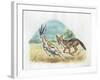 Black-Backed Jackal Canis Mesomelas Hunting Antelope-null-Framed Giclee Print