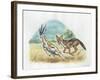 Black-Backed Jackal Canis Mesomelas Hunting Antelope-null-Framed Giclee Print