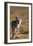 Black-backed jackal (Canis mesomelas), Ngorongoro Conservation Area, Tanzania, East Africa, Africa-Ashley Morgan-Framed Photographic Print