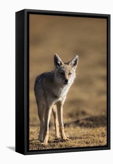 Black-backed jackal (Canis mesomelas), Ngorongoro Conservation Area, Tanzania, East Africa, Africa-Ashley Morgan-Framed Stretched Canvas