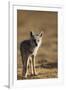 Black-backed jackal (Canis mesomelas), Ngorongoro Conservation Area, Tanzania, East Africa, Africa-Ashley Morgan-Framed Photographic Print