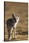 Black-backed jackal (Canis mesomelas), Ngorongoro Conservation Area, Tanzania, East Africa, Africa-Ashley Morgan-Stretched Canvas