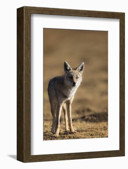 Black-backed jackal (Canis mesomelas), Ngorongoro Conservation Area, Tanzania, East Africa, Africa-Ashley Morgan-Framed Photographic Print