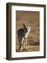 Black-backed jackal (Canis mesomelas), Ngorongoro Conservation Area, Tanzania, East Africa, Africa-Ashley Morgan-Framed Photographic Print
