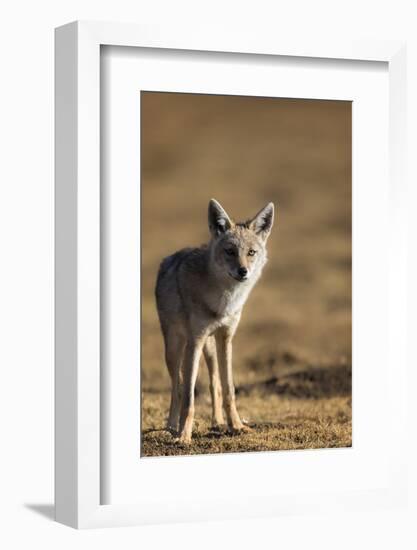 Black-backed jackal (Canis mesomelas), Ngorongoro Conservation Area, Tanzania, East Africa, Africa-Ashley Morgan-Framed Photographic Print