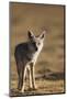 Black-backed jackal (Canis mesomelas), Ngorongoro Conservation Area, Tanzania, East Africa, Africa-Ashley Morgan-Mounted Photographic Print