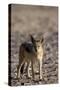 Black-Backed Jackal (Canis Mesomelas), Skeleton Coast, Namibia, Africa-Thorsten Milse-Stretched Canvas