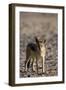 Black-Backed Jackal (Canis Mesomelas), Skeleton Coast, Namibia, Africa-Thorsten Milse-Framed Photographic Print