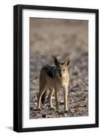 Black-Backed Jackal (Canis Mesomelas), Skeleton Coast, Namibia, Africa-Thorsten Milse-Framed Photographic Print