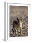 Black-Backed Jackal (Canis Mesomelas), Skeleton Coast, Namibia, Africa-Thorsten Milse-Framed Photographic Print