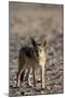 Black-Backed Jackal (Canis Mesomelas), Skeleton Coast, Namibia, Africa-Thorsten Milse-Mounted Photographic Print