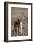 Black-Backed Jackal (Canis Mesomelas), Skeleton Coast, Namibia, Africa-Thorsten Milse-Framed Photographic Print