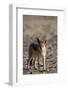 Black-Backed Jackal (Canis Mesomelas), Skeleton Coast, Namibia, Africa-Thorsten Milse-Framed Photographic Print