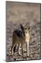 Black-Backed Jackal (Canis Mesomelas), Skeleton Coast, Namibia, Africa-Thorsten Milse-Mounted Photographic Print